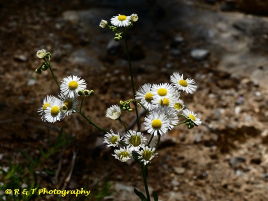 {Erigeron allisonii}